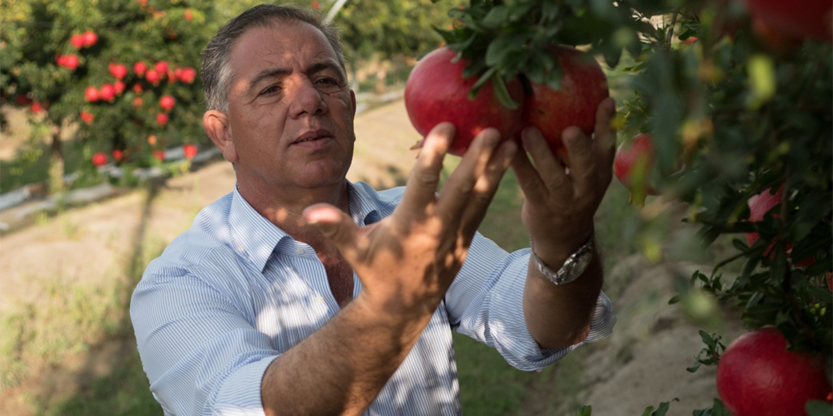 Agricor lancia la campagna delle melagrane con frutti “rosso fuoco”